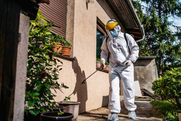 Best Local Pest Control Services  in Pquemine, LA