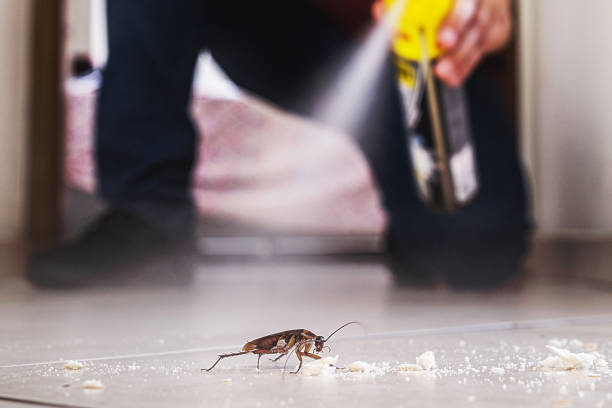 Best Flea Control Services  in Pquemine, LA