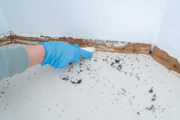 Best Termite Control Services  in Pquemine, LA